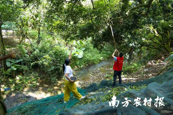 盟配资 又是一年乌榄香！从化太平镇三百洞村乌榄迎来丰收季